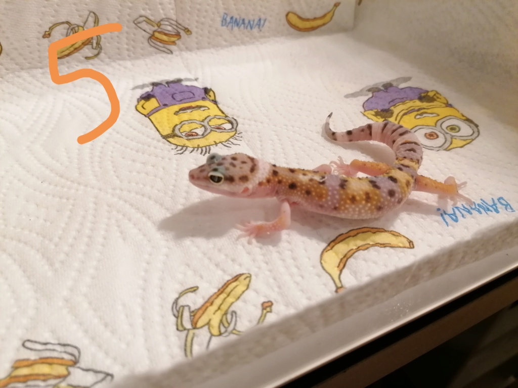 Phaser 6 bébés geckos Img_2035