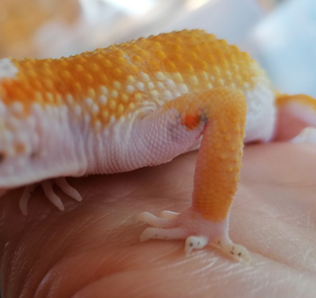 Tâche orange fluo sur la patte de mon gecko Img_2044