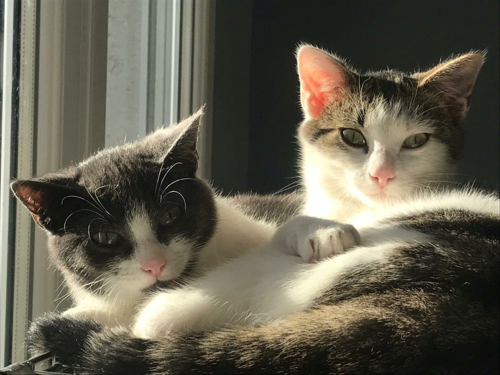 SHELLY, Grise et Blanche, Européenne, 5,5 mois, F Shelly10