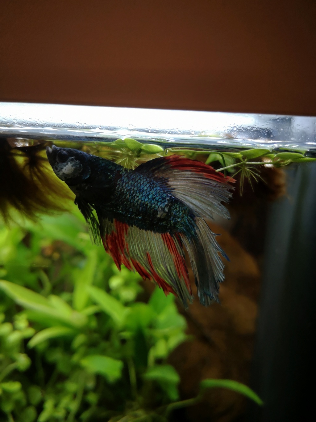 Boule blanche molle Betta Img_2025
