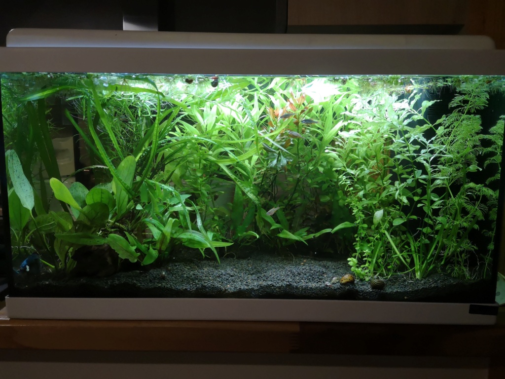 Présentation 60L Betta et Galaxy Img_2042