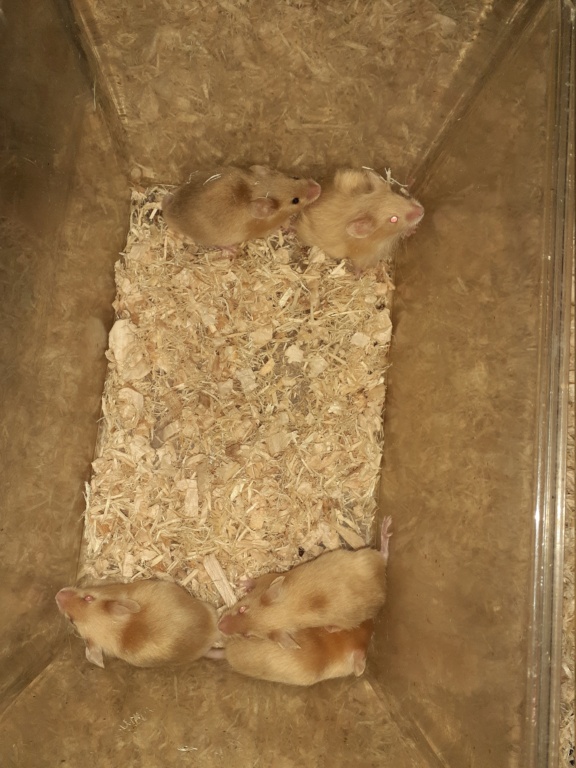 5 Male Mouse pups available in Central Texas  20201211