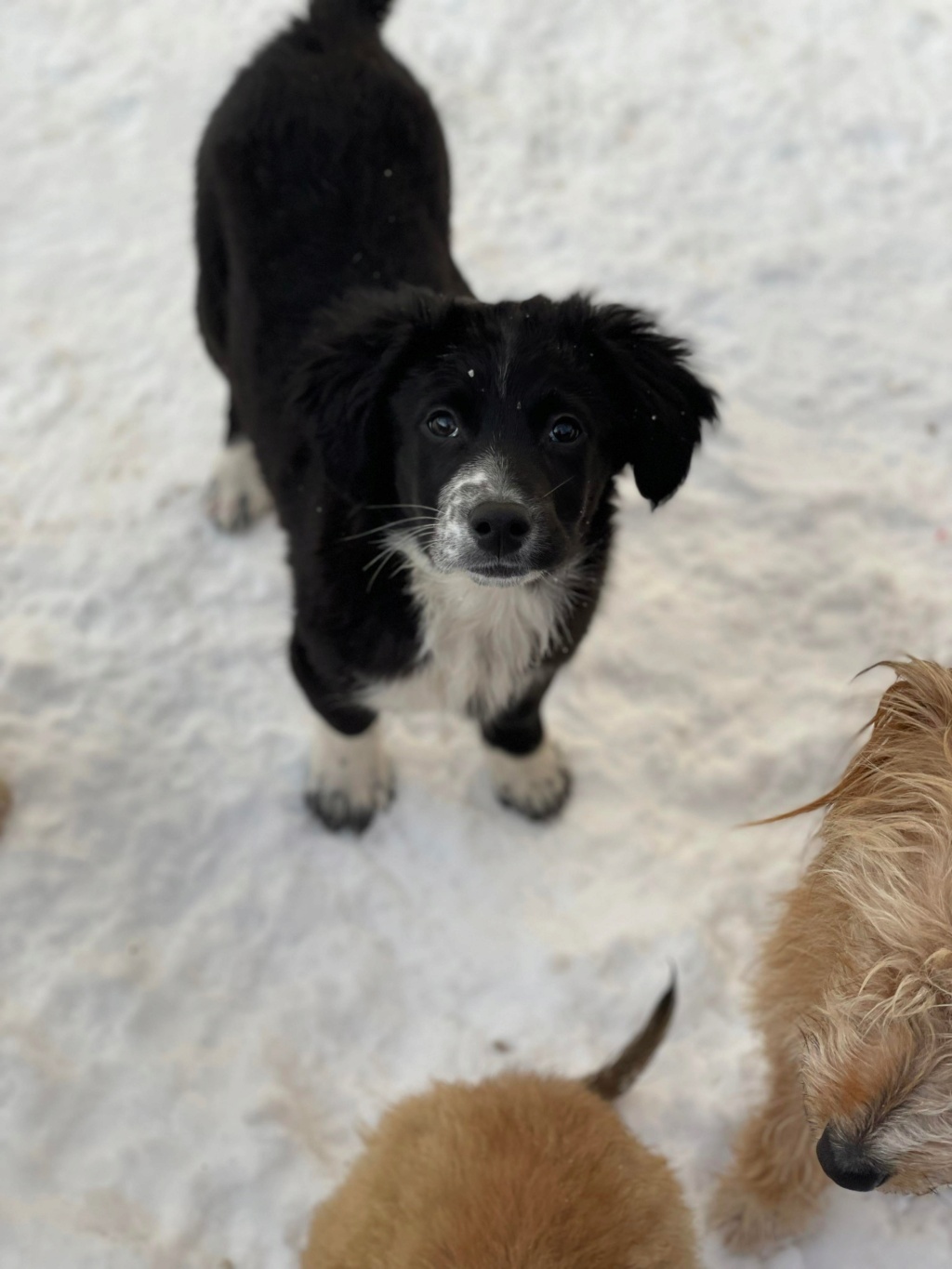 Thalya (ex Snookie) - Femelle - Fourrière de Târgu Frumos - En famille d’accueil dans le 67 réservée adoption 26596410