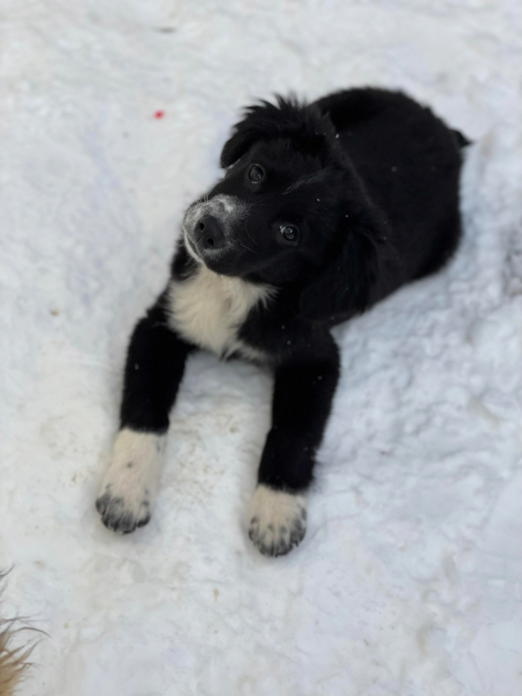 Thalya (ex Snookie) - Femelle - Fourrière de Târgu Frumos - En famille d’accueil dans le 67 réservée adoption 26947610