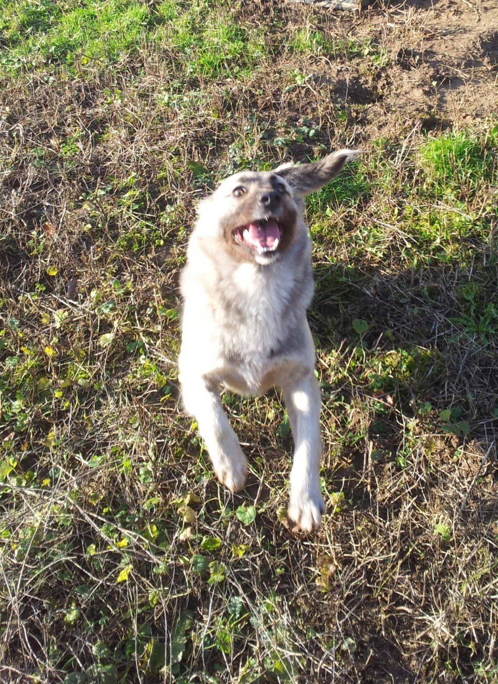 Mina (ex Kestra) - Femelle - Refuge d'Arad- réservée adoption (75) 27028413