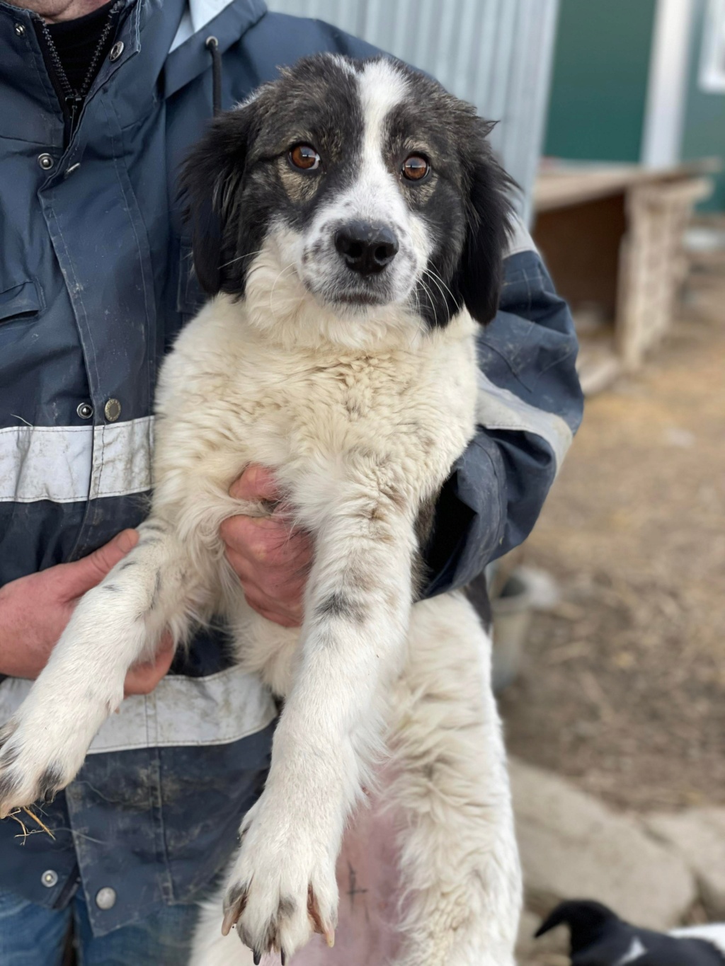 Mousse (ex Selma) - Femelle - Fourrière de Târgu Frumos- réservée adoption (68)  27201810