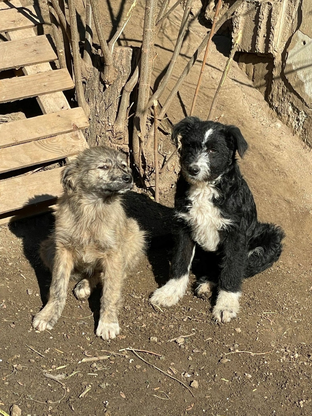 Zelda (ex Queeny) - Femelle - Fourrière de Târgu Frumos- réservée adoption 17 27204610