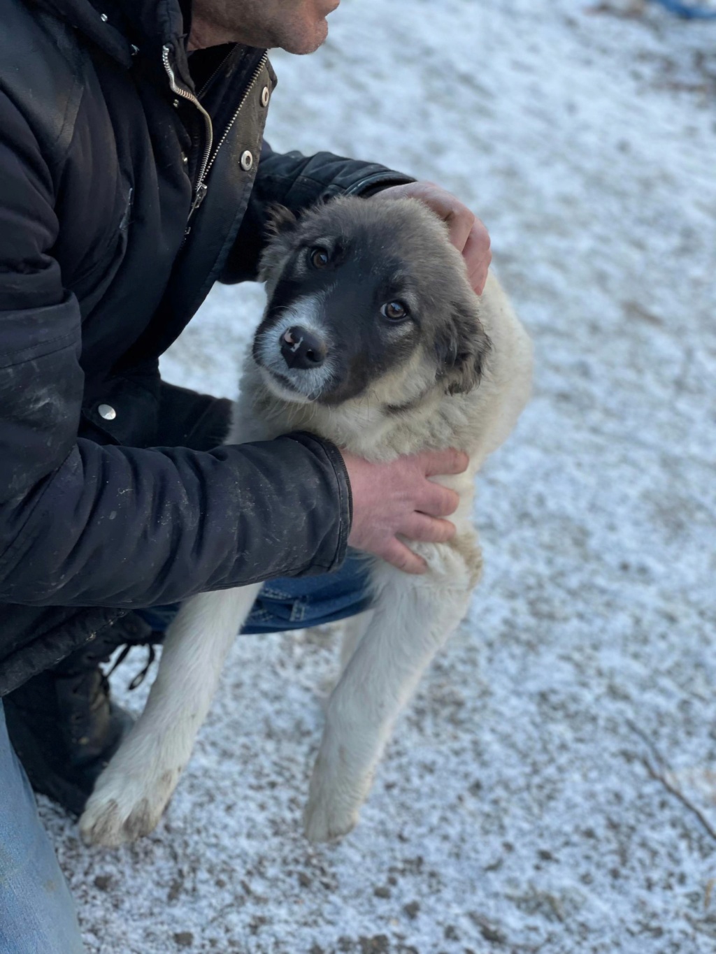 Mischka (ex Cheyenne) - Femelle - Fourrière de Targu Frumos - réservée à l’adoption (68) 27219410