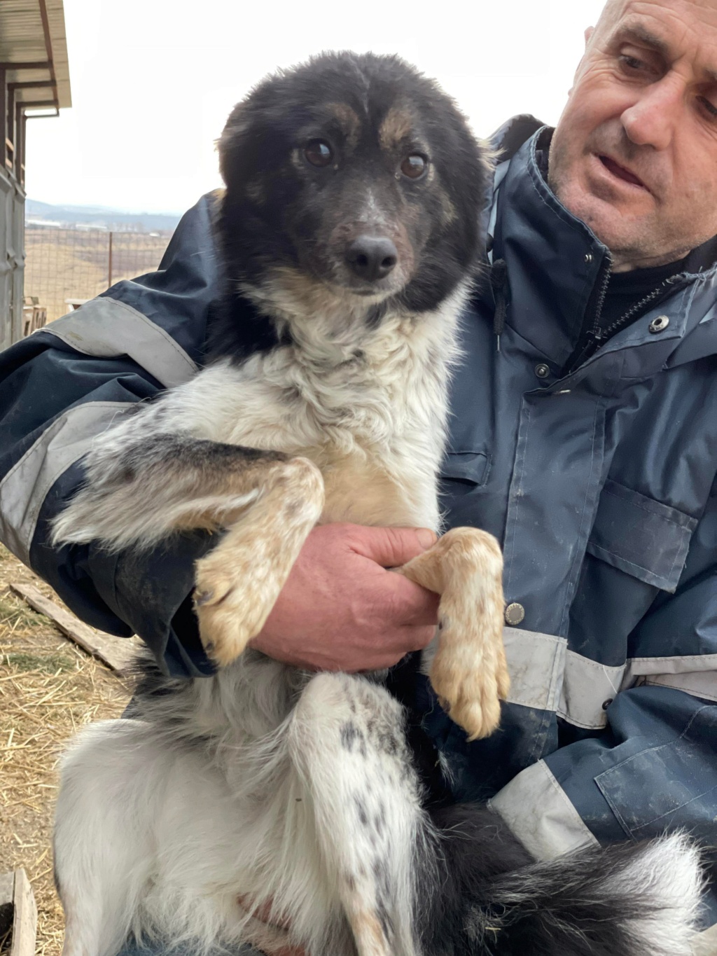 Caouette - Femelle - Fourrière de Târgu Frumos - dcd en Roumanie 27240010