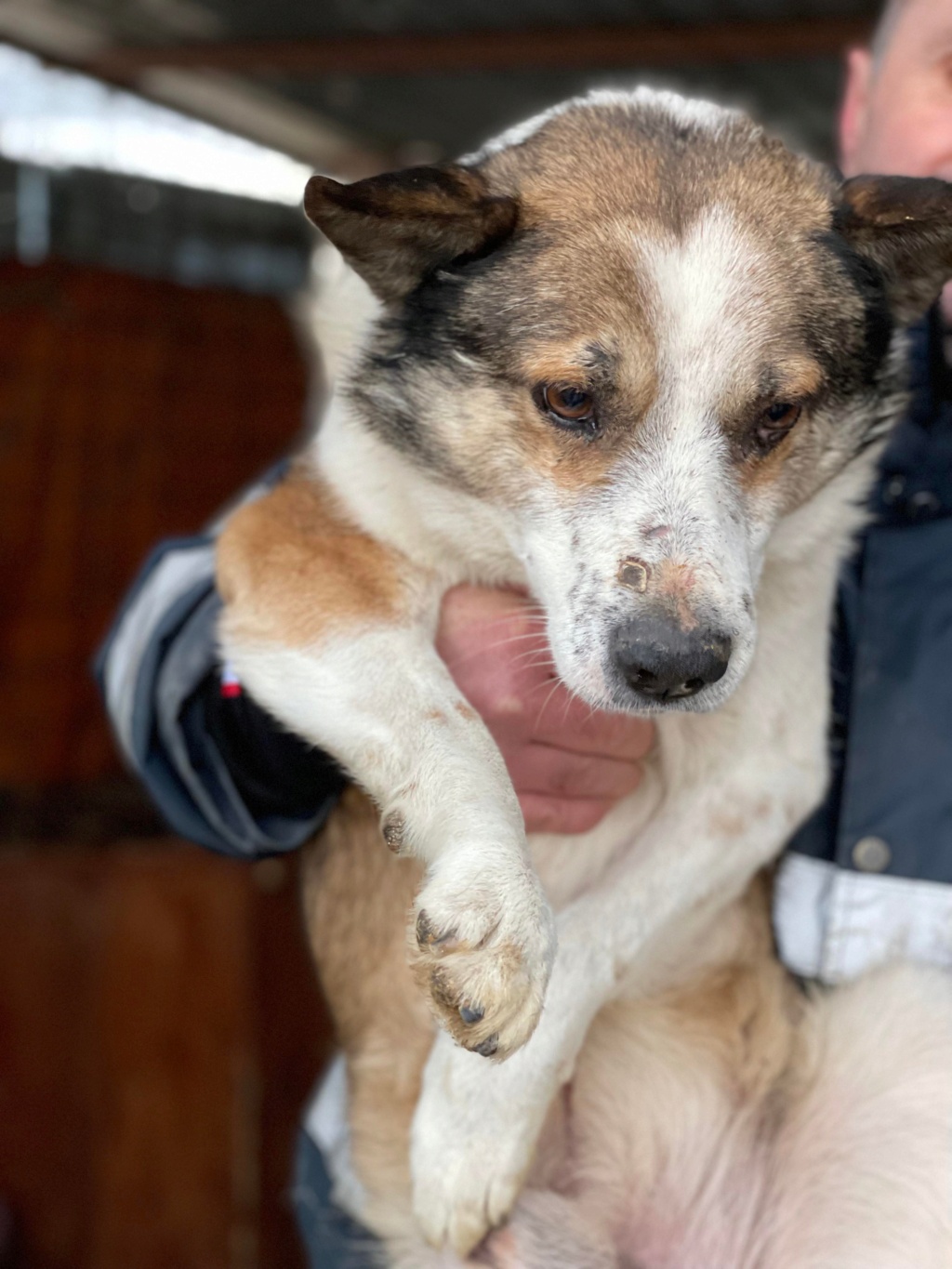 Dolky - Mâle - Fourrière de Târgu Frumos - Frais d'adoption réduits (Senior) - dcd en Roumanie 27273010