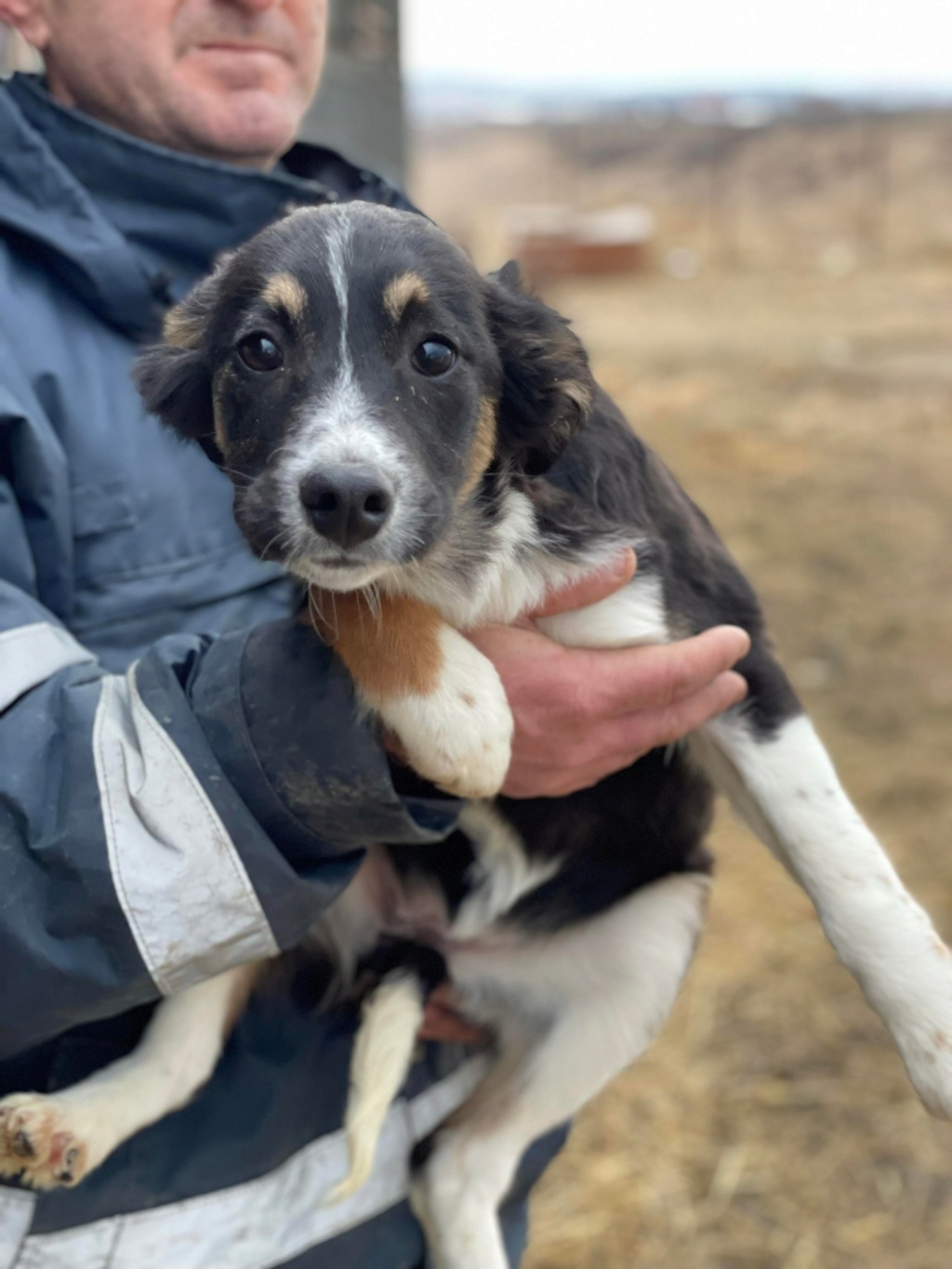 Sydney (ex Shonda) - Femelle - Fourrière de Târgu Frumos- réservée adoption 68 27277710