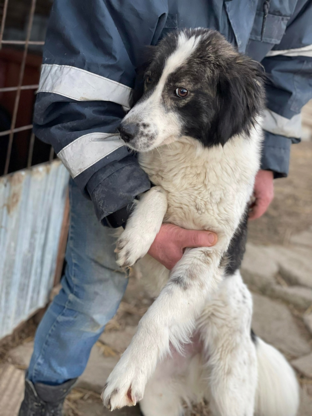 Mousse (ex Selma) - Femelle - Fourrière de Târgu Frumos- réservée adoption (68)  27283511