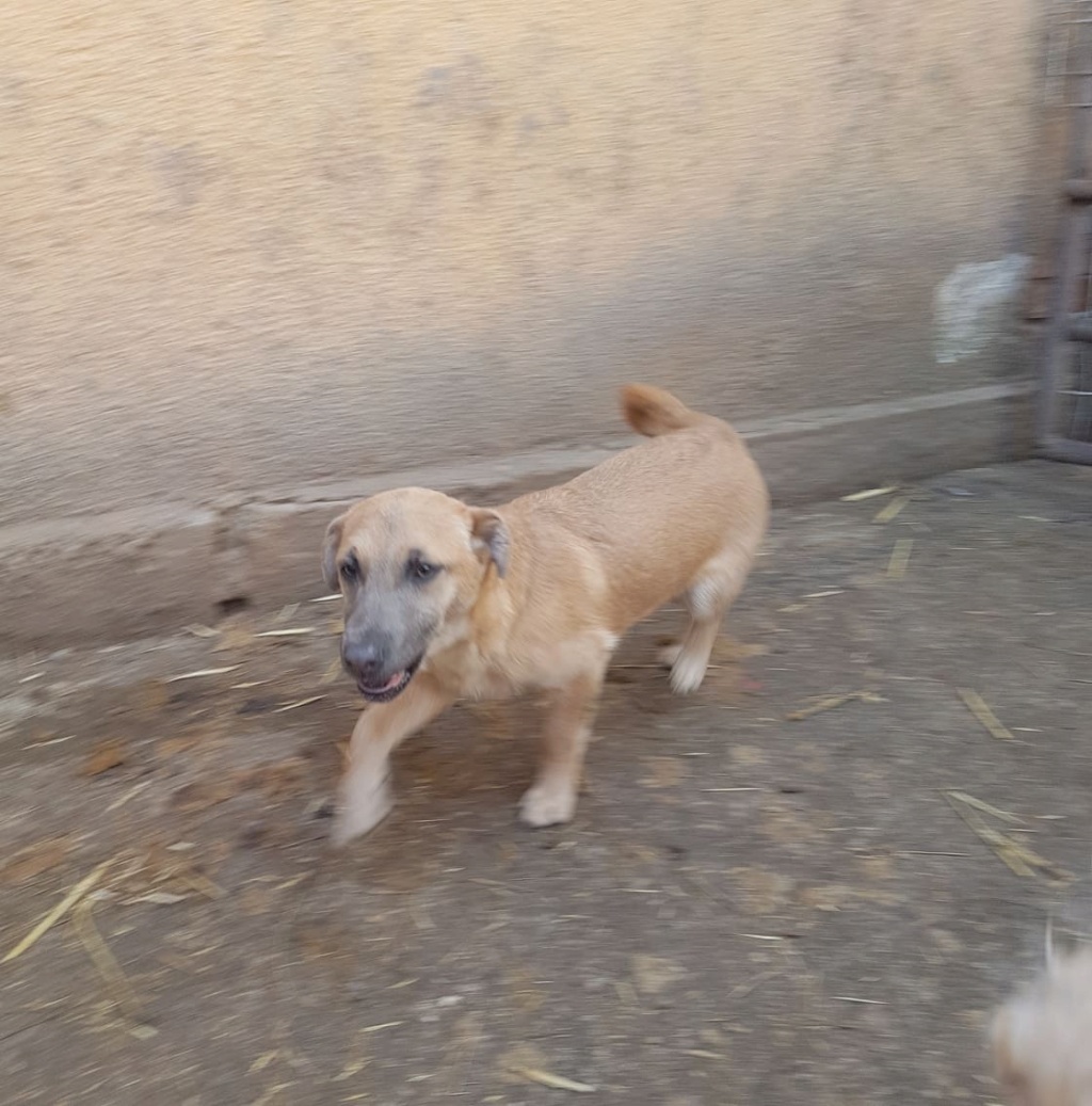 Olga (ex Ivah) - Femelle - Refuge d'Arad - réservée a l’adoption (68) 27401110