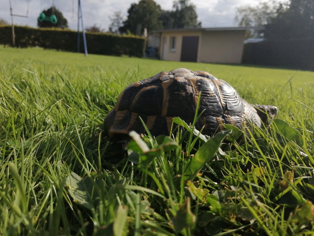 ma tortue refuse de s'alimenter Img_2012