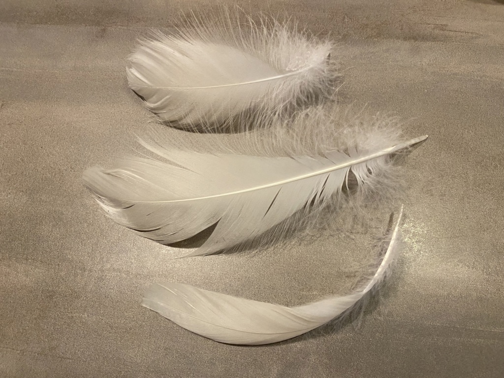 aigrette pour les 3 plumes? Aigret10