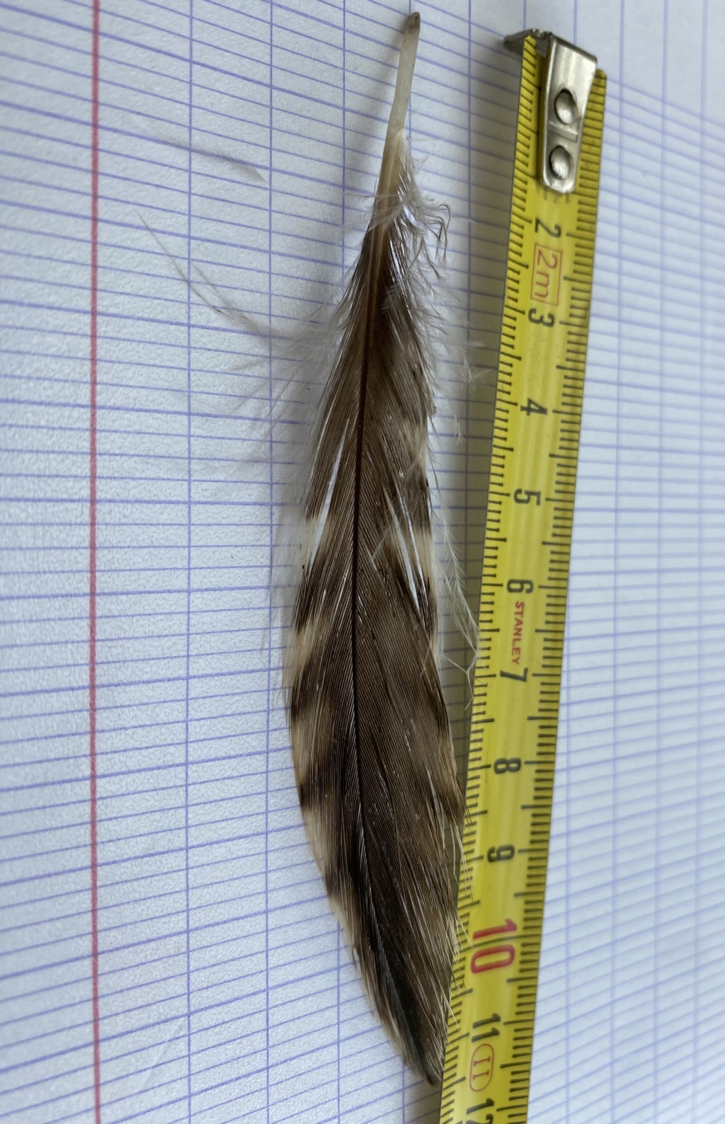 identification , Morbihan Img-6614
