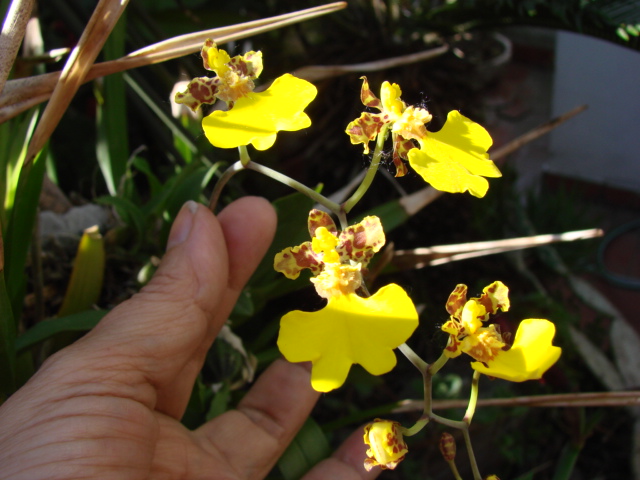 orquidea Patito Dsc00019