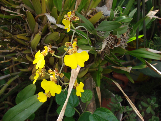 Por fin ha despertado uno de mis Oncidium o Gomesa Dsc00029