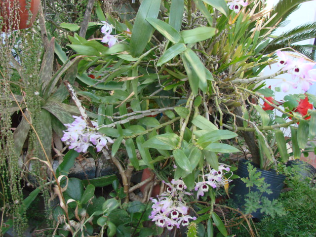 [Orquideas] Miltonia Flavens Dsc00033