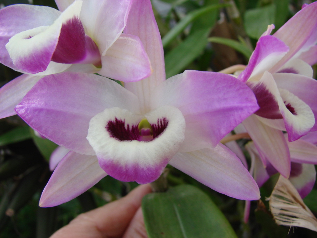 Nuestras orquideas Dendrobium: Crecimientos y Floraciones - Página 2 Dsc00125