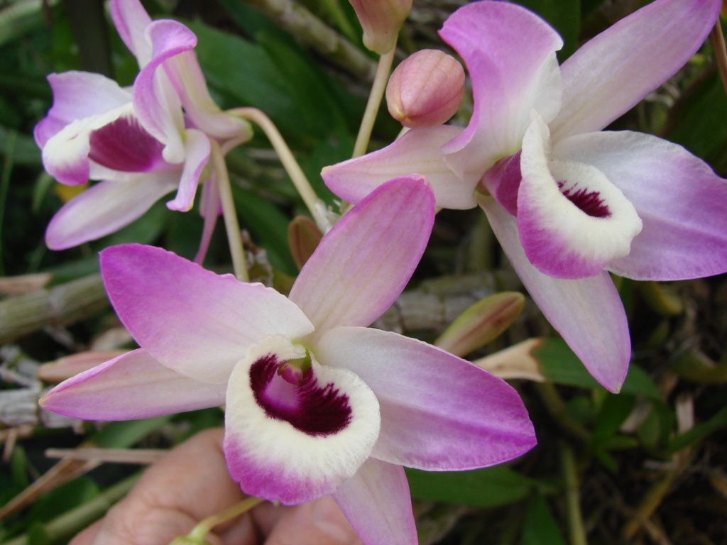 Nuestras orquideas Dendrobium: Crecimientos y Floraciones - Página 2 Dsc00127