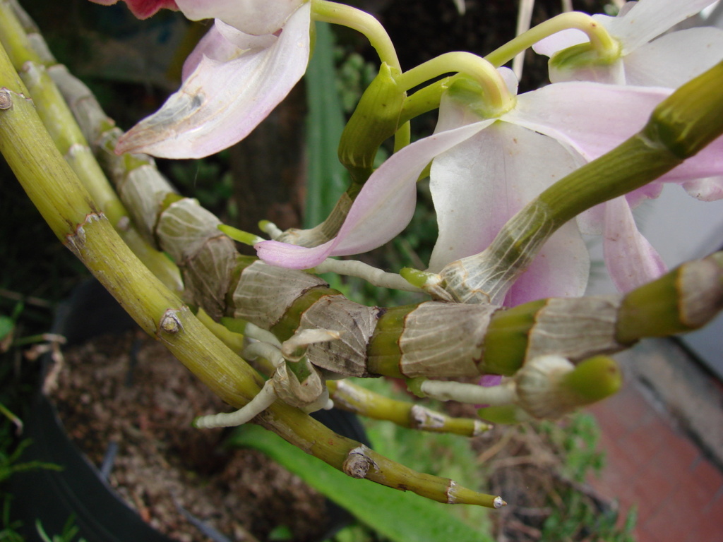 Nuestras orquideas Dendrobium: Crecimientos y Floraciones - Página 3 Dsc00151