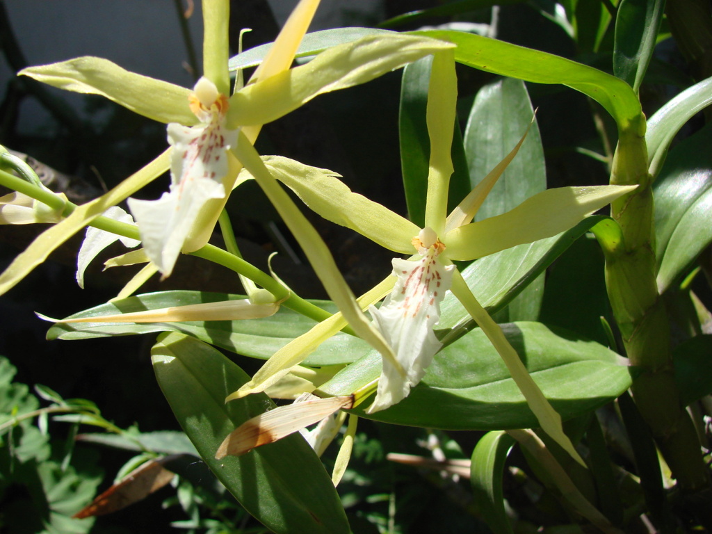 [Orquideas] Miltonia Flavens Dsc00214