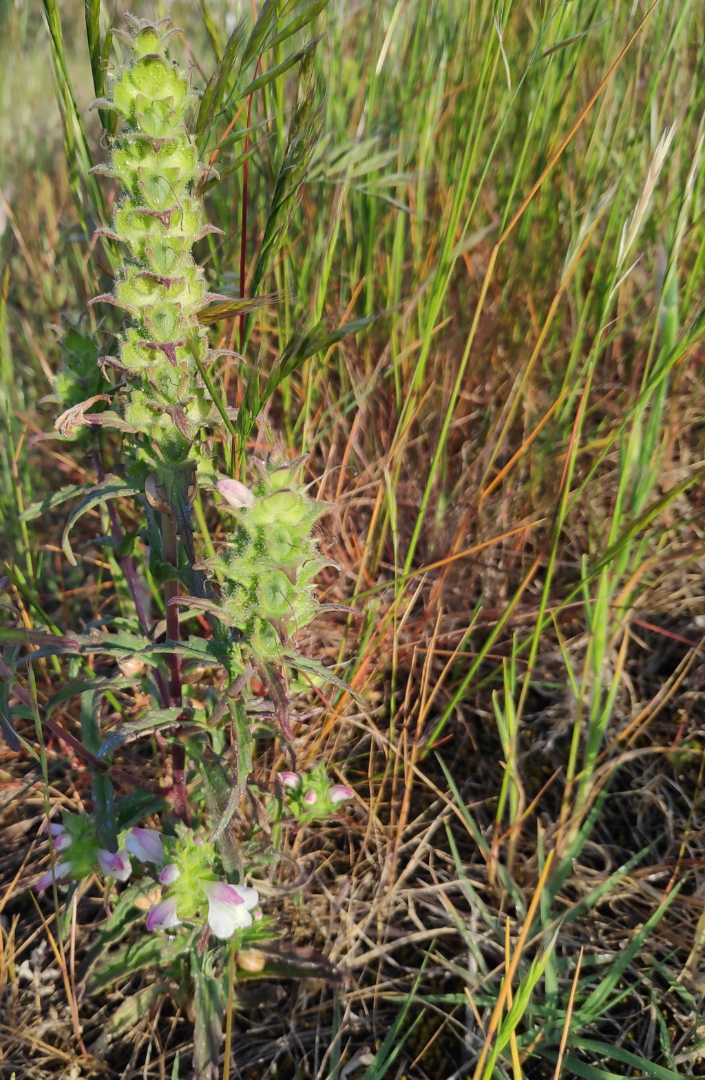 Identificar plantas en la playa Img_2025