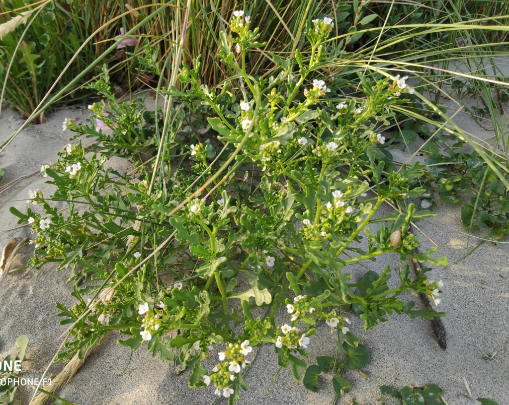 Identificar plantas en la playa Img_2027