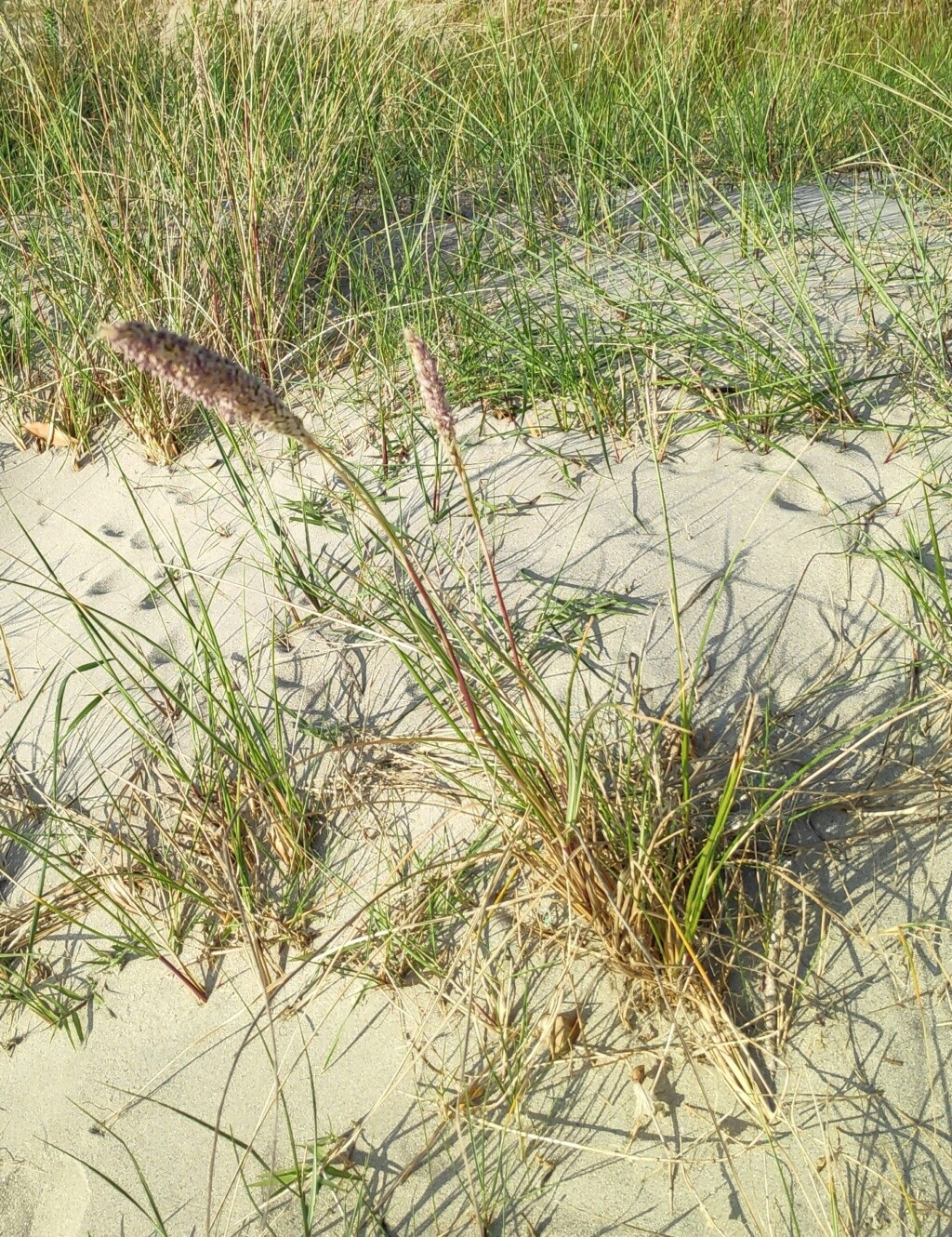 Identificar plantas en la playa Img_2028