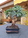 Nuevo novato en bonsais 20230413