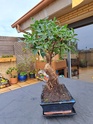 Nuevo novato en bonsais 20230416