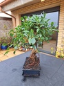 Nuevo novato en bonsais 20230417