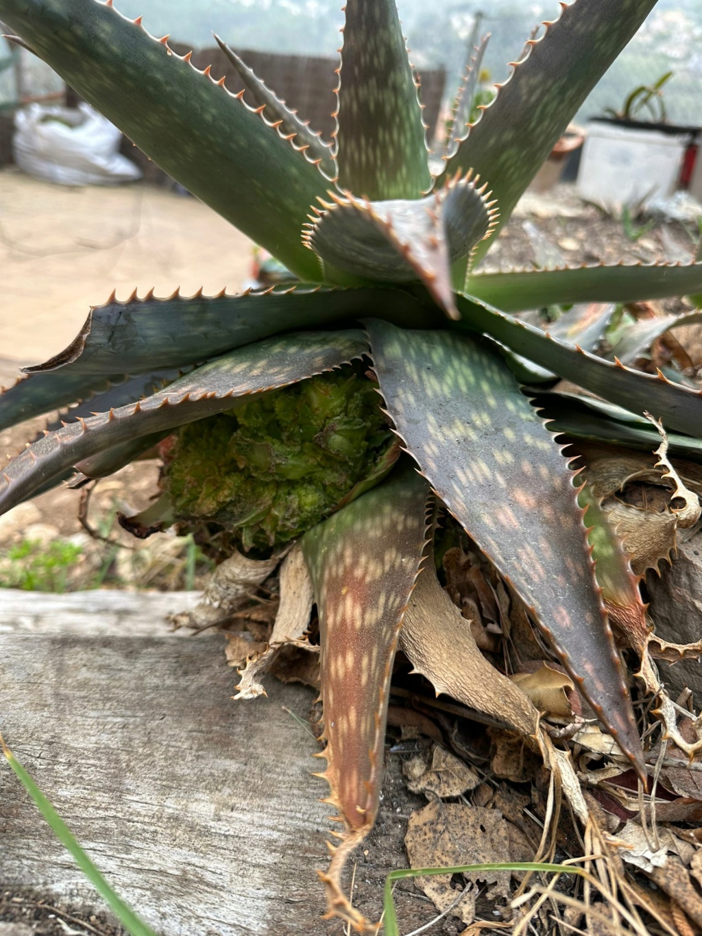 Aloe con "protuberancias" Imagen23