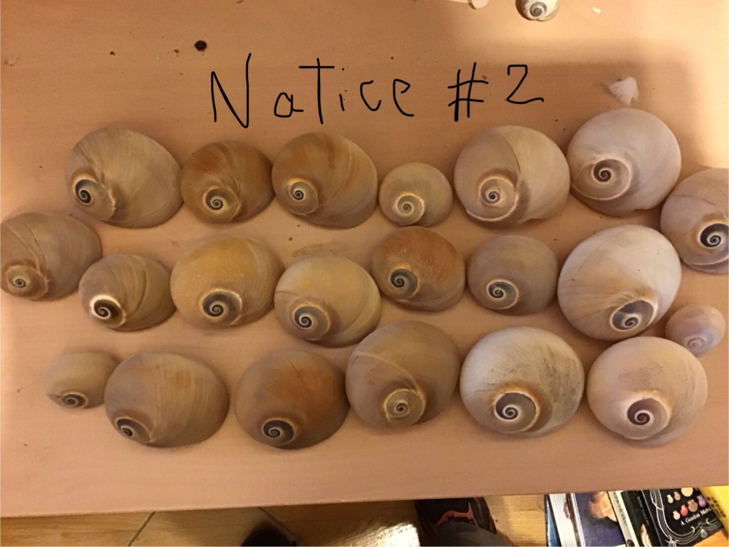 2 - Naticidae #2 à identifier Img_3232