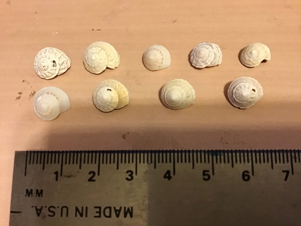 Mini coquillages à identifier Img_3515