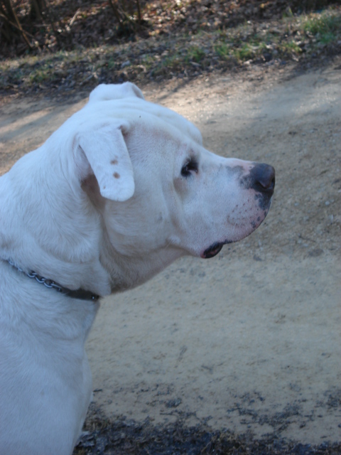 Clara femelle Dogue argentin de 3ans et demi Clara_18