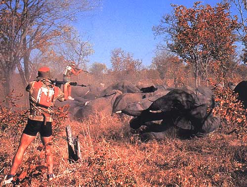 L'Afr. du Sud autorise à nouveau l'abattage des éléphants Kruger10