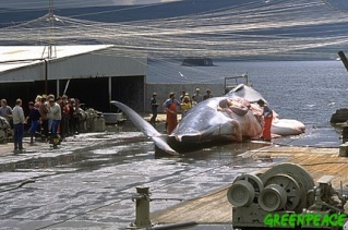 La Norvege autorise le harponnage de 1 052 baleines Le-pre11