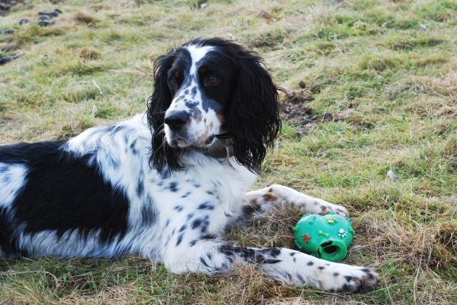 TITI (croisé setter / springer) - Page 7 30108017