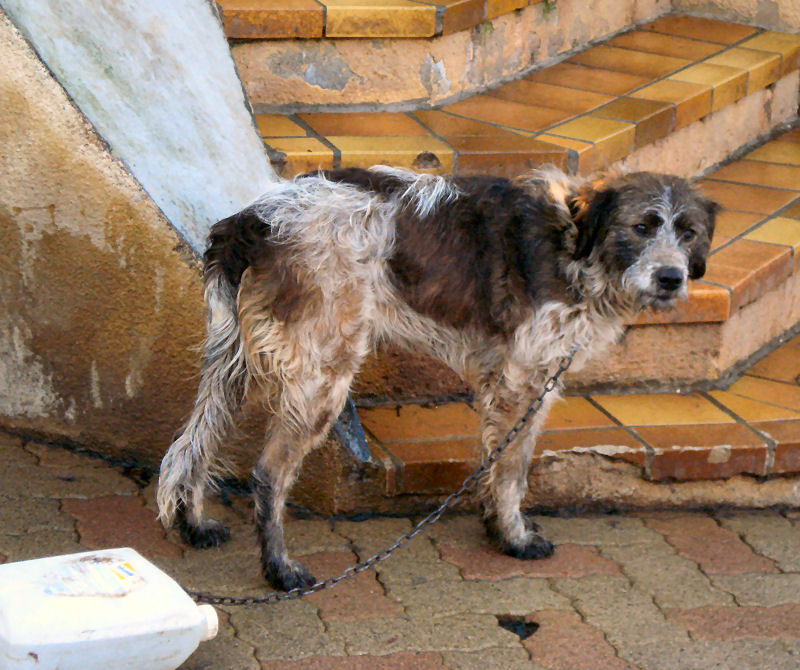 Serena - croisée griffon korthal [Réservée] Serena12