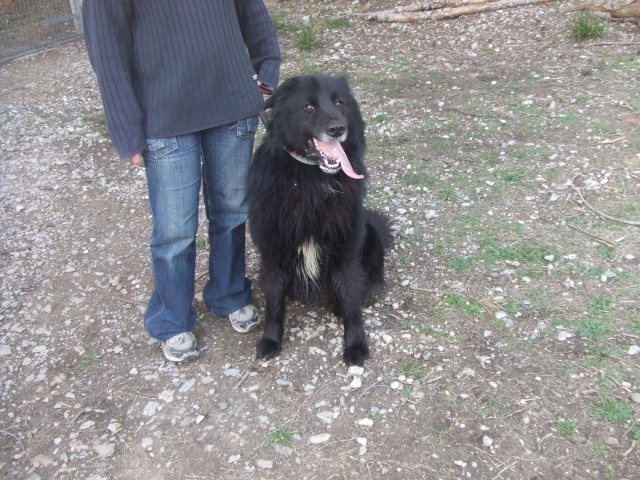 SUD, BEAUCOUP de chiens à placer-Fourrière pleine GROSSE URG 2008_011