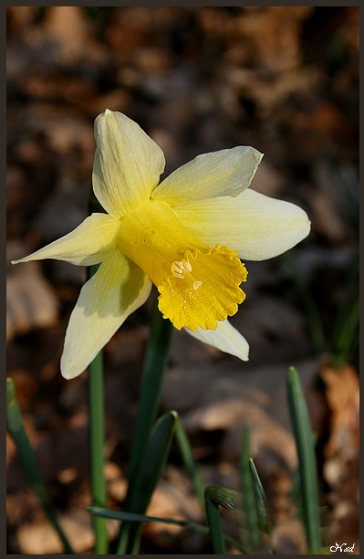 L'éclatement du printemps Img_1810