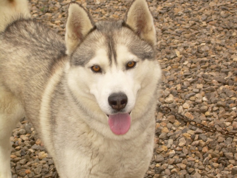 VOLK, husky de 3 ans dans l'aude (11) V110