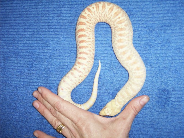 Pituophis catenifer sayi albinos nain 43600110