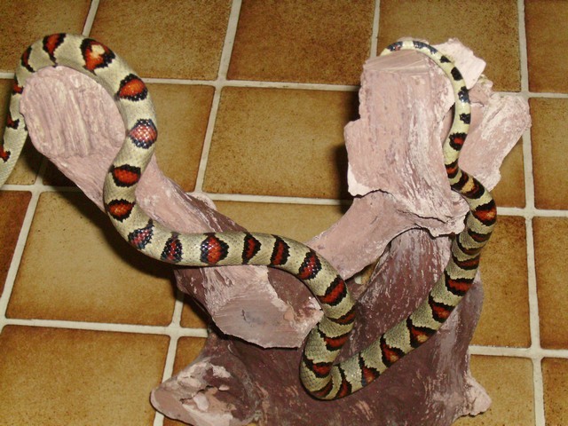 Lampropeltis mexicana greeri Lampro17