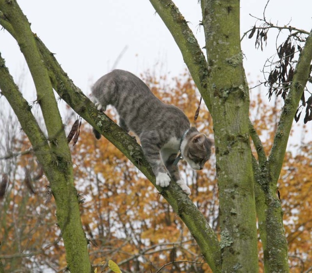 Cmment on fait pour faire descendre un chat à 20 du sol? - Page 2 Img_1713