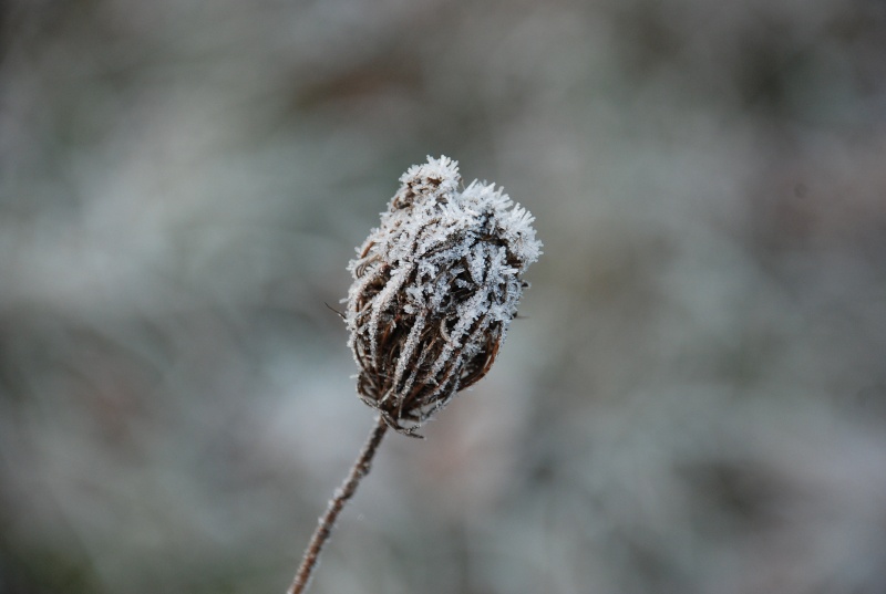 Vos plus belles photos d'hiver 29_dec11