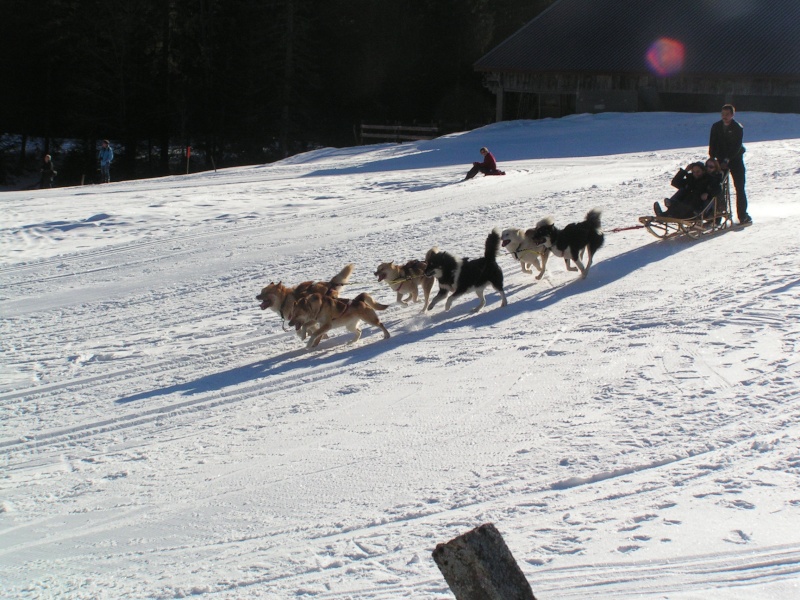 journée du chien polaire a cergnement Cergne15