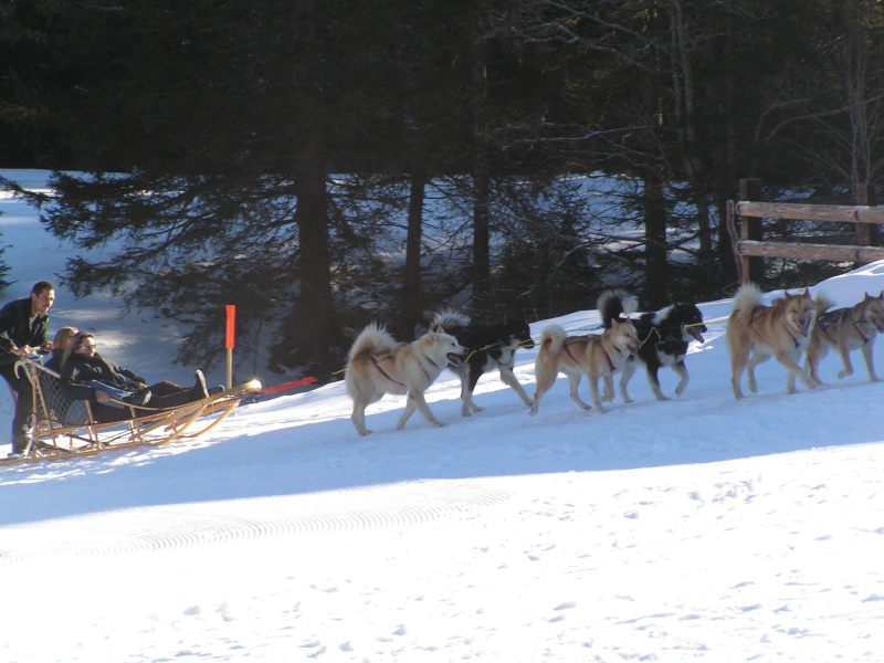 journée du chien polaire a cergnement Cergne17